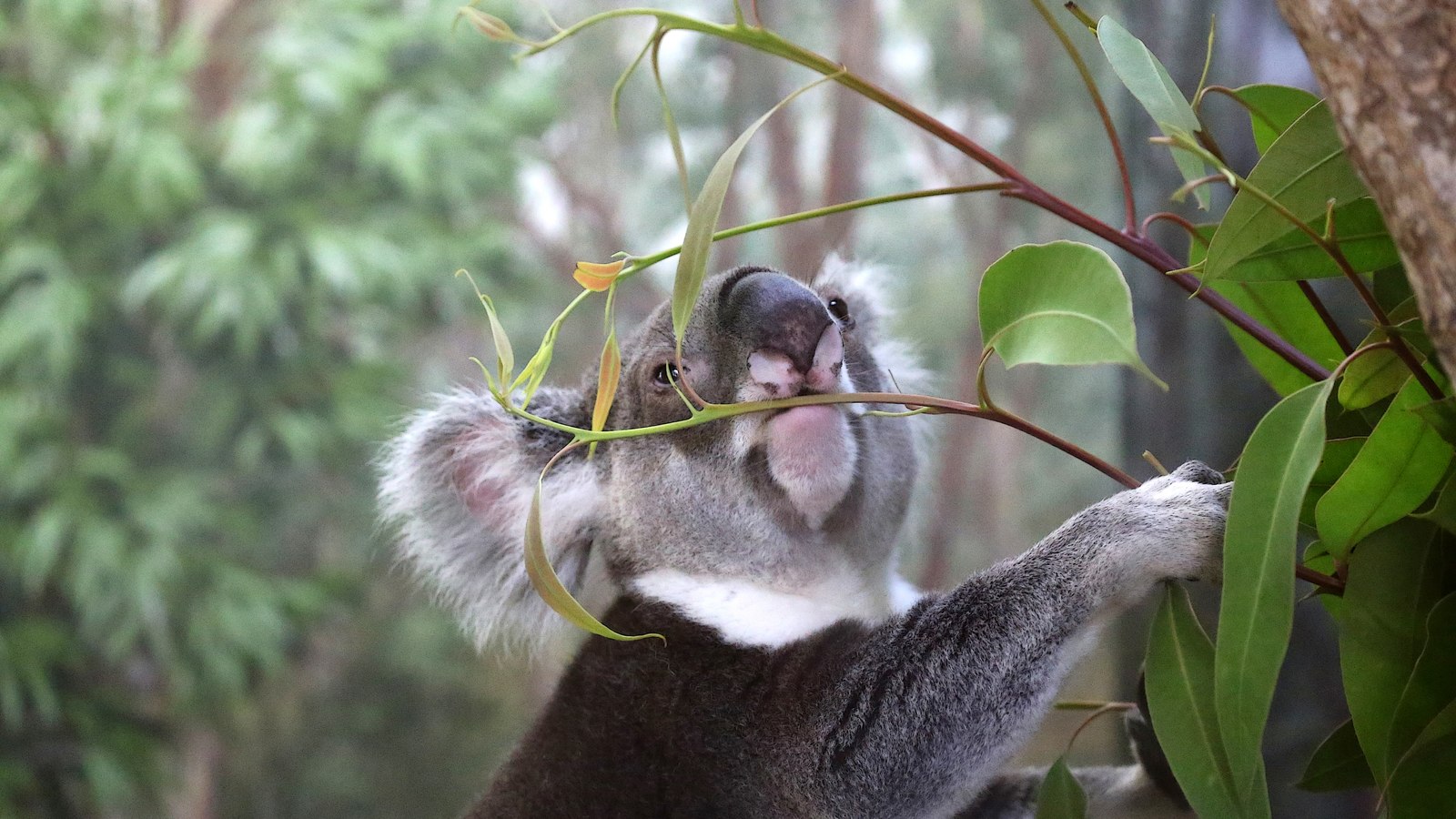 Conservation Morning: Hospital Round and a Koala Habitat Planting
