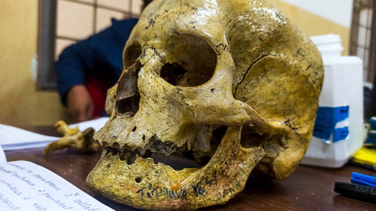 Casts on the Table: A Hominin Anatomy Seminar and Dinner